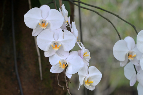 Moth orchid (Phalaenopsis amabilis)