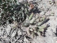 Austrocylindropuntia shaferi