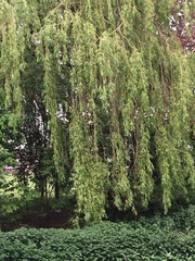 Salix