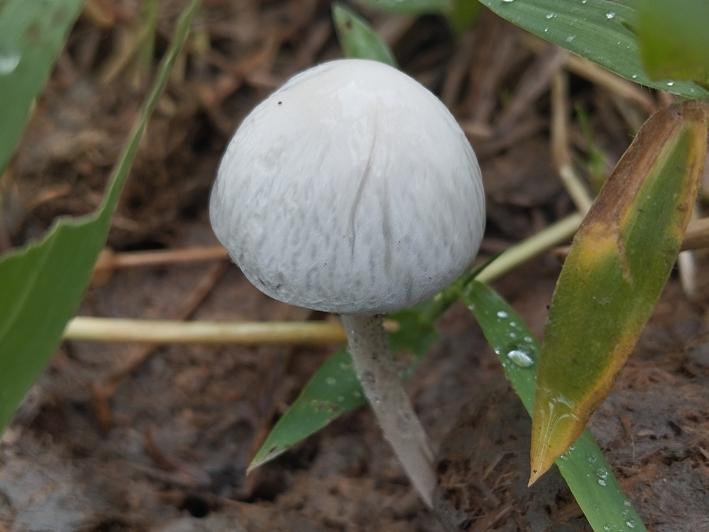 Panaeolus antillarum · April 2024 · photo: © pablocauapc (iNaturalist, cc-by)