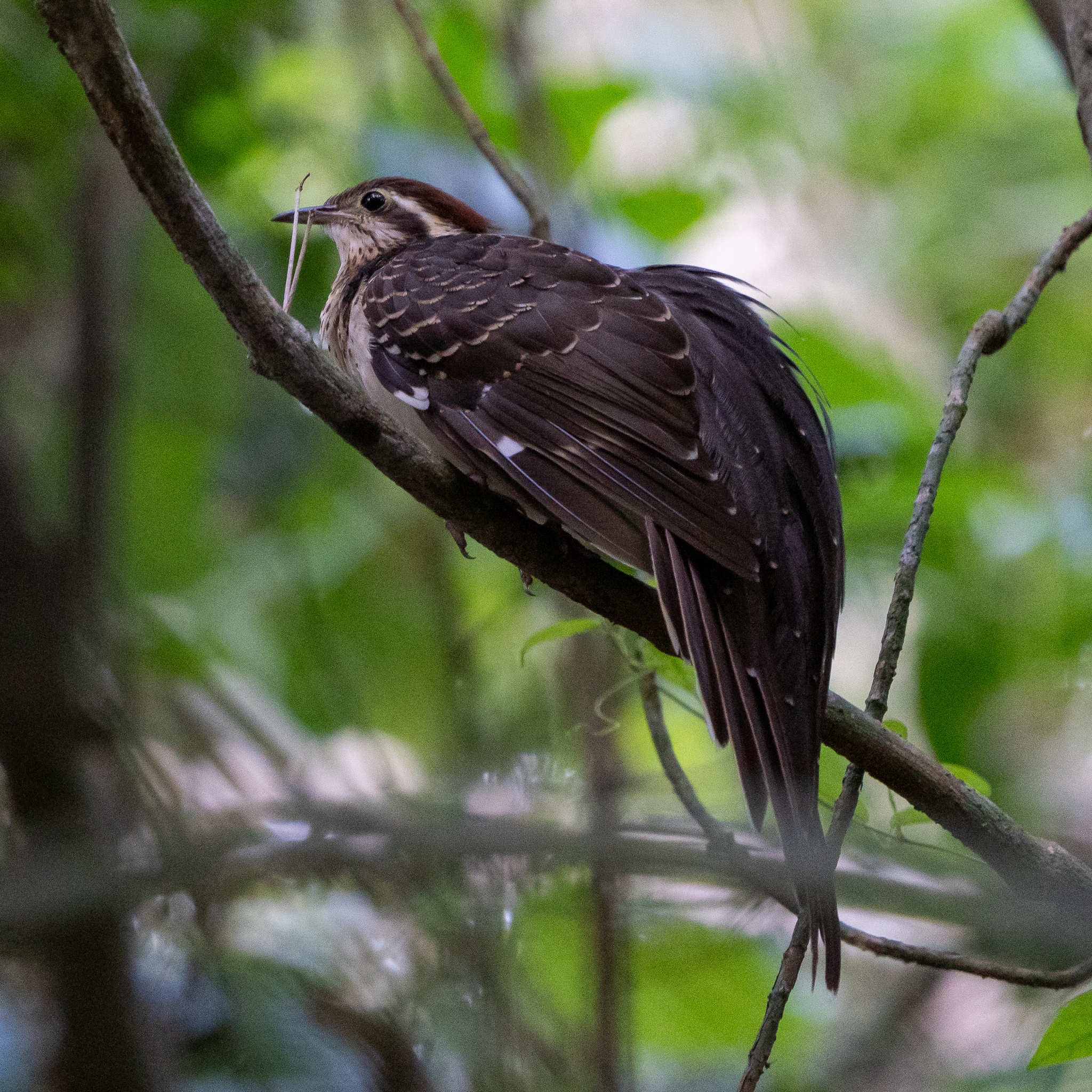 Pheasant Cuckoo (Dromococcyx phasianellus), photo 6