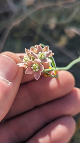 Image of Funastrum hirtellum by (c) Darrin Gobble, some rights reserved (CC BY)