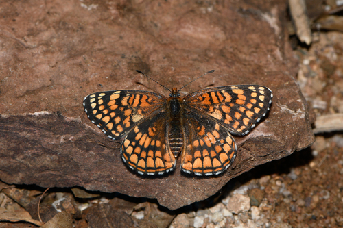 Sagebrush Checkerspot