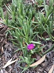Delosperma cooperi