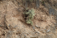 Cylindropuntia tunicata