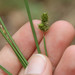 Carex leavenworthii - Photo (c) Cassi, algunos derechos reservados (CC BY-NC), uploaded by cassi saari