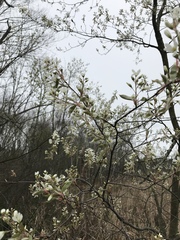 Amelanchier laevis