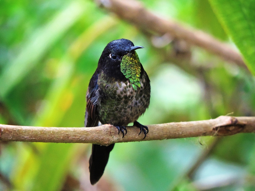 Black-backed Thornbill photo