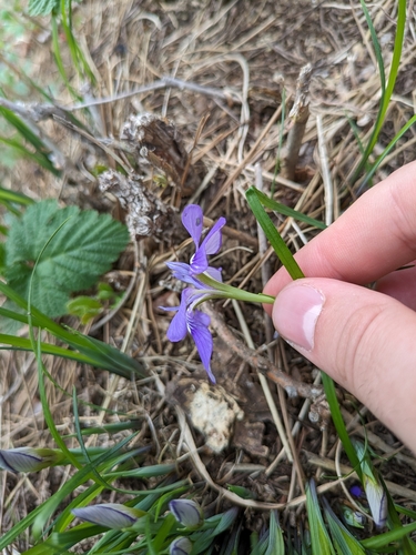 Image of Iris rossii by (c) engagenosey, some rights reserved (CC BY)