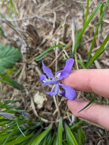 Image of Iris rossii by (c) engagenosey, some rights reserved (CC BY)
