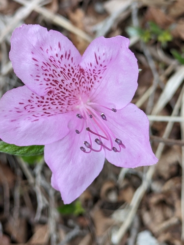 Rhododendron yedoense (Rhododendron yedoense)
