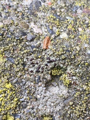 Lecidella carpathica