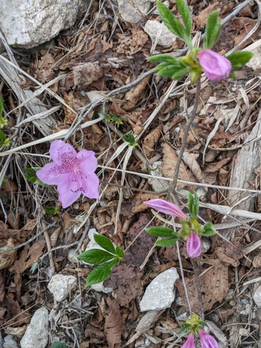 Rhododendron yedoense, photograph 2