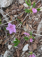 Rhododendron yedoense, photograph (c) engagenosey, some rights reserved (CC BY)