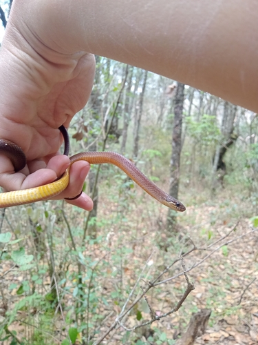 Photo of a Kanalchutchan Graceful Brown Snake (Rhadinella kanalchutchan)