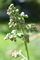 Thalictrum fendleri polycarpum