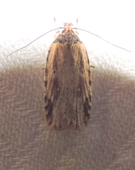 Agonopterix atrodorsella
