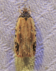 Agonopterix atrodorsella