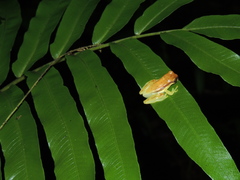 Dendropsophus rhodopeplus