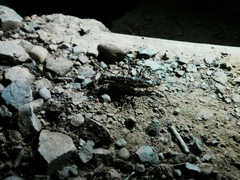 Peruphasma pentlandi