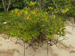 Rhizophora apiculata