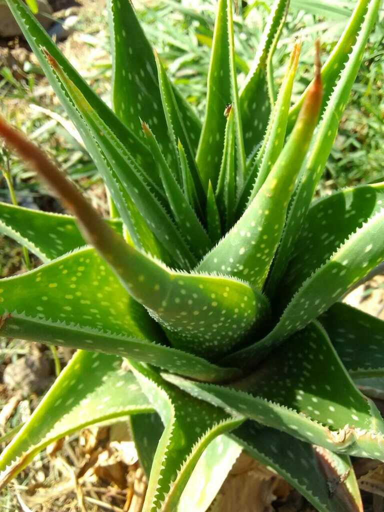 Aloe boylei (Grass Aloe)