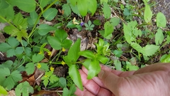 Thaspium trifoliatum aureum