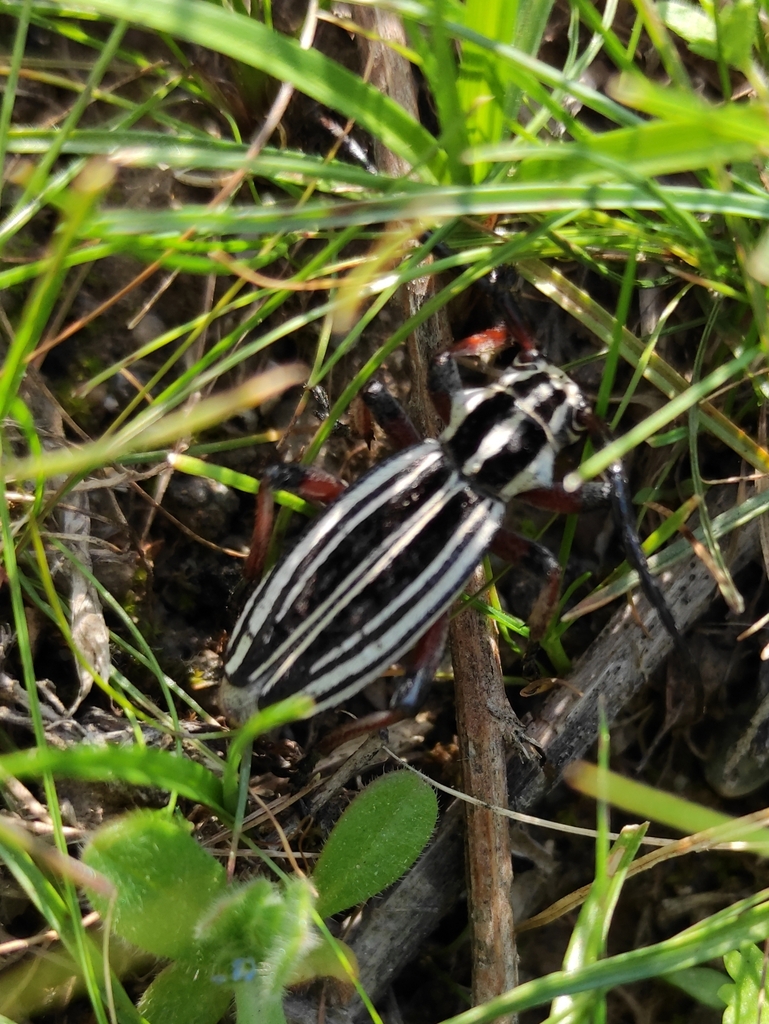Dorcadion grande