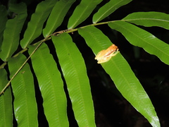 Dendropsophus rhodopeplus