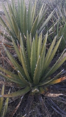 Agave lechuguilla