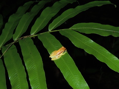 Dendropsophus rhodopeplus