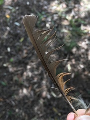 Turdus philomelos