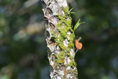 Lined Flying Dragon, Draco lineatus