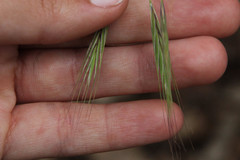 Bromus sterilis