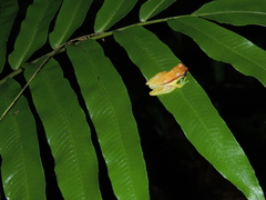 Dendropsophus rhodopeplus