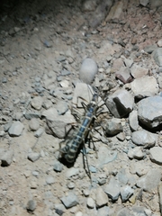 Peruphasma pentlandi