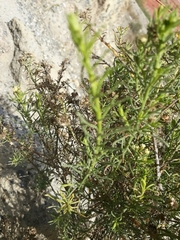 Baccharis boliviensis