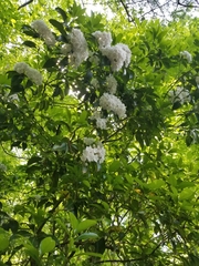 Viburnaceae