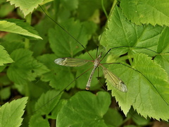 Tipula lunata
