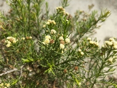 Baccharis boliviensis