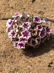 Pholisma arenarium