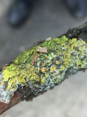 Xanthoria parietina