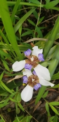 Trimezia gracilis