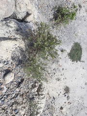 Baccharis boliviensis