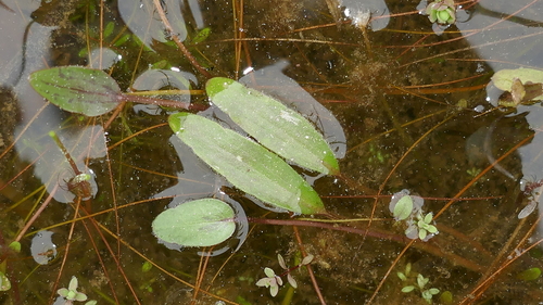 Image of Luronium natans by no rights reserved