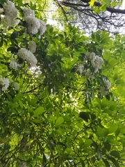Viburnaceae