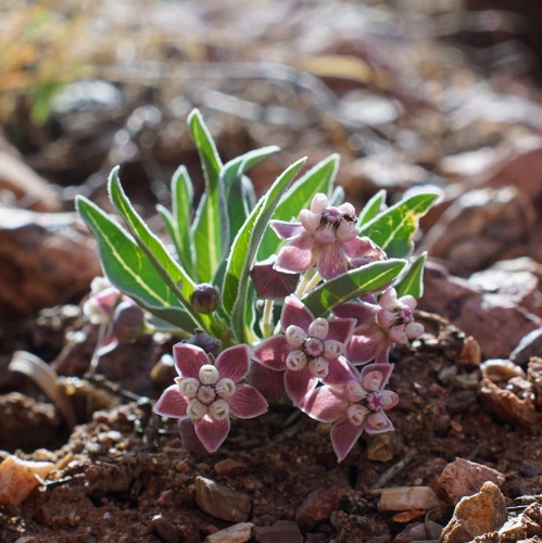 Image of Asclepias uncialis by (c) Andrew Tree, some rights reserved (CC BY)
