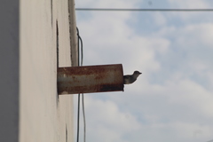 Myiarchus tyrannulus