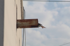 Myiarchus tyrannulus