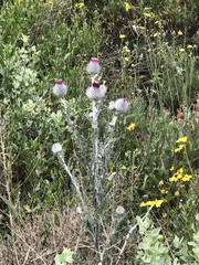 Cirsium occidentale occidentale